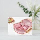 Carte Postale Illustration Médicale D'EndOlymph (Debout devant)