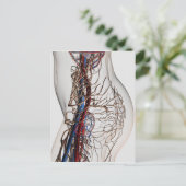 Carte Postale Illustration Médicale Des Artères 2 (Debout devant)