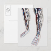 Carte Postale Illustration Médicale Des Artères 3 (Devant / Derrière)