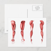 Carte Postale Illustration Médicale Des Muscles Armés Humains (Devant / Derrière)