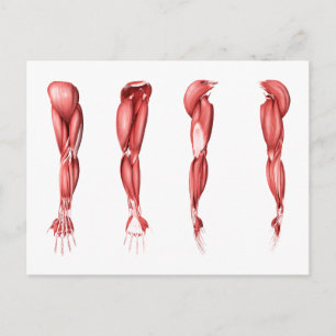 Carte Postale Illustration Médicale Des Muscles Armés Humains