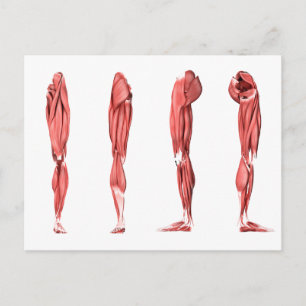 Carte Postale Illustration Médicale Des Muscles De Jambes Humain