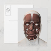Carte Postale Illustration Médicale Des Muscles Faciaux Hommes (Devant / Derrière)