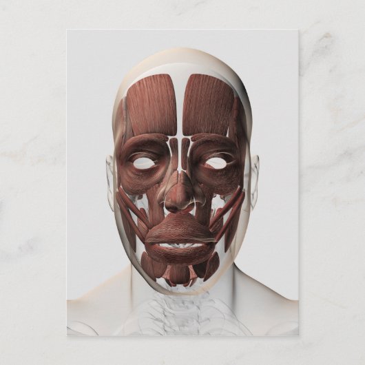 Carte Postale Illustration Médicale Des Muscles Faciaux Hommes (Devant)