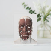 Carte Postale Illustration Médicale Des Muscles Faciaux Hommes (Debout devant)
