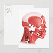 Carte Postale Illustration Médicale Des Muscles Faciaux Hommes 2 (Devant / Derrière)