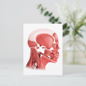 Carte Postale Illustration Médicale Des Muscles Faciaux Hommes 2 (Debout devant)