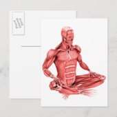 Carte Postale Illustration Médicale Des Muscles Masculins Assis (Devant / Derrière)