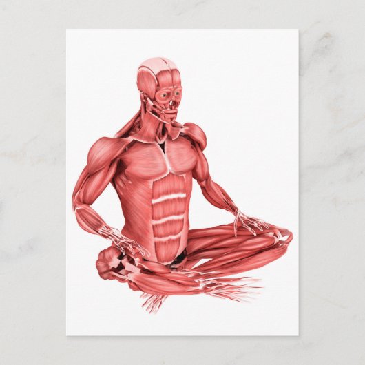Carte Postale Illustration Médicale Des Muscles Masculins Assis (Devant)