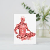 Carte Postale Illustration Médicale Des Muscles Masculins Assis (Debout devant)