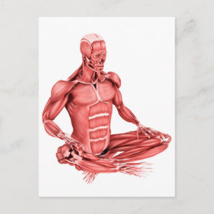 Carte Postale Illustration Médicale Des Muscles Masculins Assis