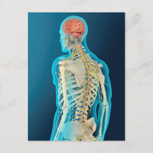 Carte Postale Illustration Médicale Du Cerveau Humain Et De La S