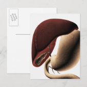 Carte Postale Illustration Médicale Du Foie Et De L'Estomac (Devant / Derrière)