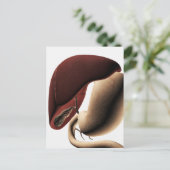 Carte Postale Illustration Médicale Du Foie Et De L'Estomac (Debout devant)