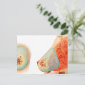 Carte Postale Illustration Médicale Du Sein Féminin (Debout devant)