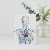 Carte Postale Illustration Médicale Du Système Circulatoire (Debout devant)