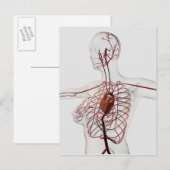 Carte Postale Illustration Médicale Du Système Circulatoire Fémi (Devant / Derrière)