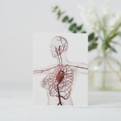 Carte Postale Illustration Médicale Du Système Circulatoire Fémi (Debout devant)