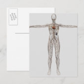 Carte Postale Illustration Médicale Du Système Lymphatique Fémin (Devant / Derrière)