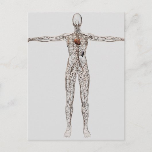 Carte Postale Illustration Médicale Du Système Lymphatique Fémin (Devant)