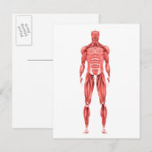 Carte Postale Illustration Médicale du Système Musculaire Mascul (Devant / Derrière)