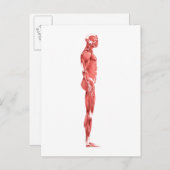 Carte Postale Illustration Médicale Du Système Musculaire Mascul (Devant / Derrière)