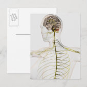 Carte Postale Illustration Médicale Du Système Nerveux Humain (Devant / Derrière)