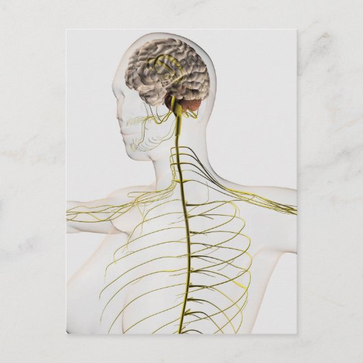 Carte Postale Illustration Médicale Du Système Nerveux Humain (Devant)