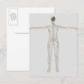 Carte Postale Illustration Médicale Du Système Nerveux Humain (Devant / Derrière)