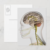 Carte Postale Illustration Médicale Du Système Nerveux Humain 1 (Devant / Derrière)