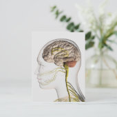 Carte Postale Illustration Médicale Du Système Nerveux Humain 1 (Debout devant)