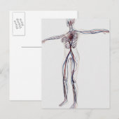 Carte Postale Illustration Médicale : Système circulatoire fémin (Devant / Derrière)