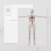 Carte Postale Illustration Médicale : Système circulatoire fémin (Devant / Derrière)