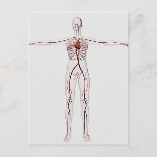 Carte Postale Illustration Médicale : Système circulatoire fémin (Devant)