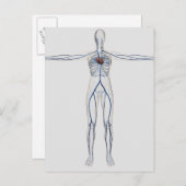 Carte Postale Illustration Médicale : Système circulatoire fémin (Devant / Derrière)