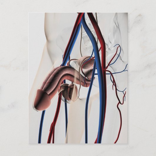 Carte Postale Illustration Médicale : Système de reproduction ma (Devant)