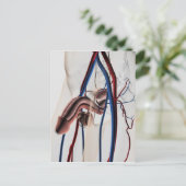 Carte Postale Illustration Médicale : Système de reproduction ma (Debout devant)