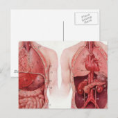 Carte Postale Illustration Médicale vintage, Anatomie (Devant / Derrière)