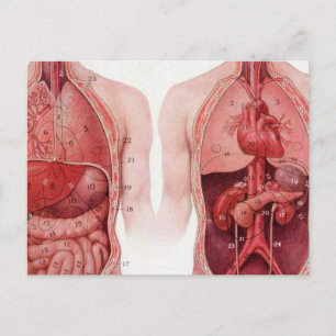 Carte Postale Illustration Médicale vintage, Anatomie