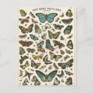 Carte Postale Illustration nos bons papillons
