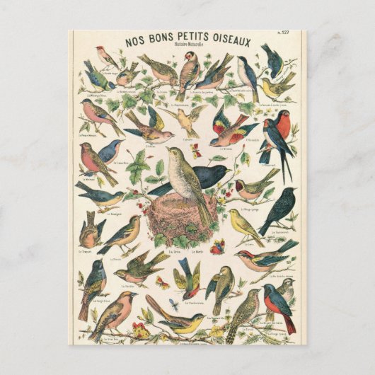 Carte Postale Illustration nos bons petits oiseaux (Devant)