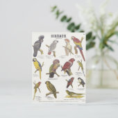 Carte Postale Illustration oiseau (Debout devant)