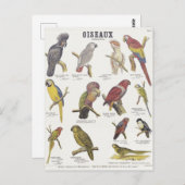 Carte Postale Illustration oiseau (Devant / Derrière)