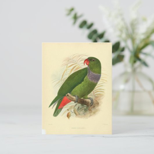 Carte Postale illustration oiseau (Debout devant)