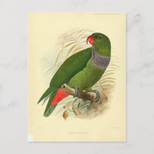 Carte Postale illustration oiseau (Devant)