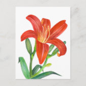 Carte Postale Illustration Orange Lily Botanical (Devant)