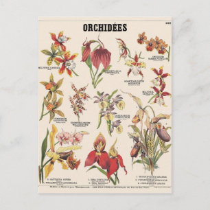 Carte Postale Illustration orchidées
