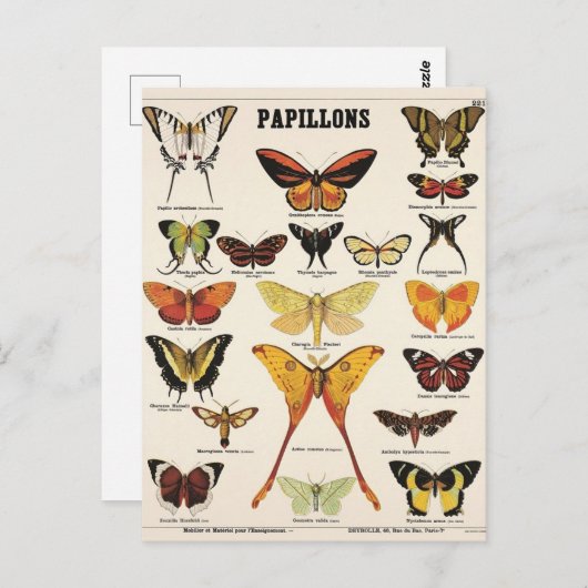Carte Postale Illustration papillons (Devant / Derrière)