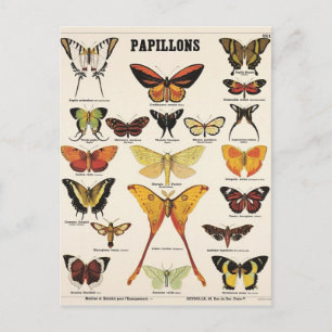 Carte Postale Illustration papillons