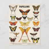 Carte Postale Illustration papillons (Devant)